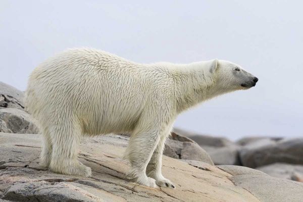 Norway, Svalbard Polar bear standing